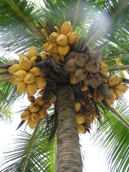 The Basics of Starting a New Coconut Plantation