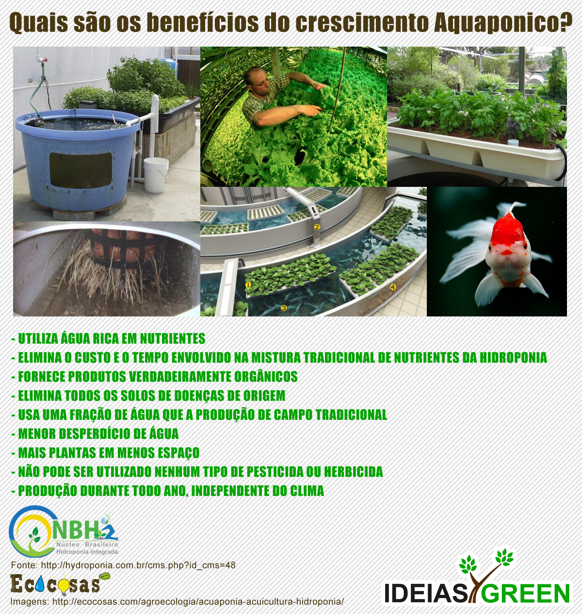 Benefícios do plantio aquaponico