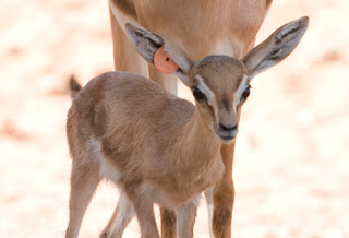 arabian gazelle