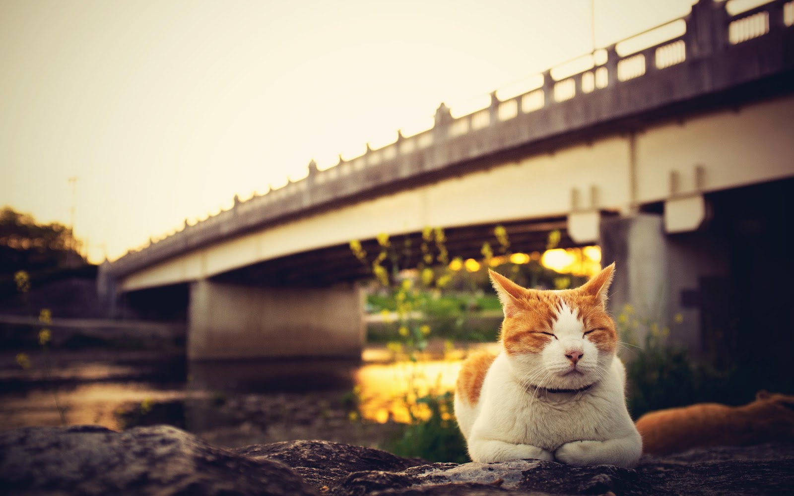 Gözlerini kısan beyaz kedi resimleri , fotoğrafı , wallpaper , duvar kağıdı