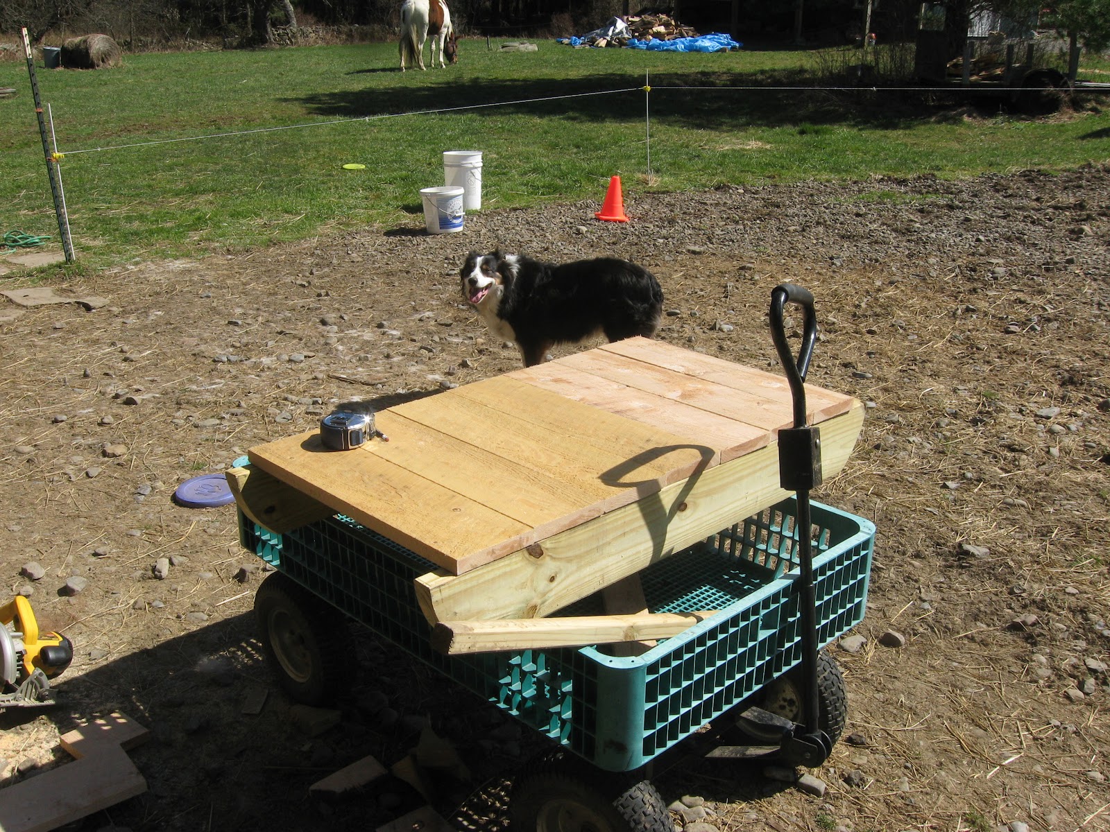 The Dancing Donkey Slow Feeder