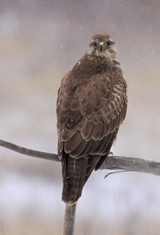 Common Buzzard Buteo buteo photography by Iordan Hristov Common Buzzard Buteo buteo photography by Iordan Hristov