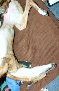 Girly Girl greyhound in one of her many sleeping poses Girly Girl greyhound in one of her many sleeping poses