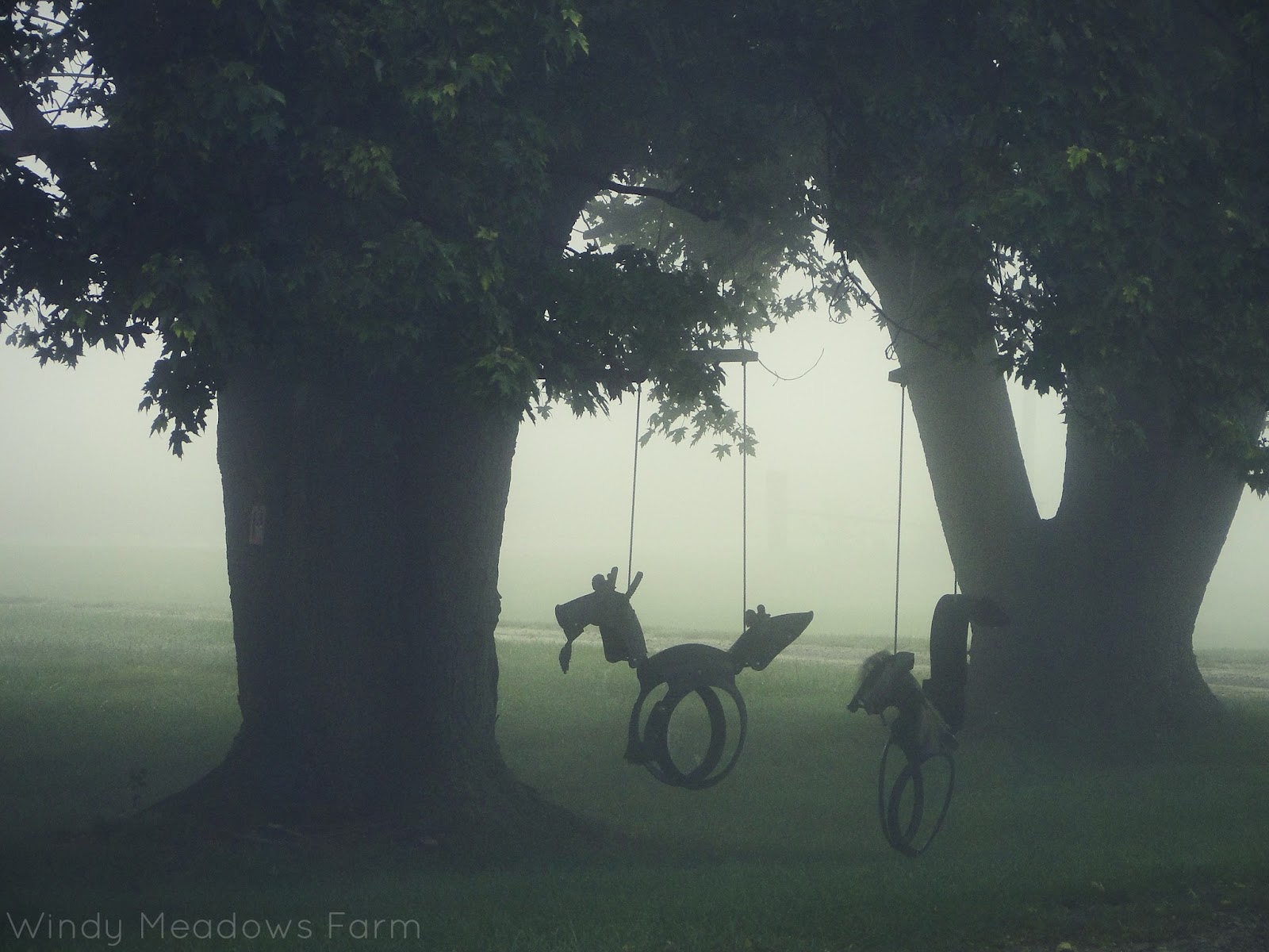 Windy Meadows Farm: a foggy morning on the farm