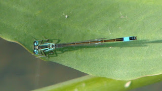 Ischnura elegans (male) DSC55607
