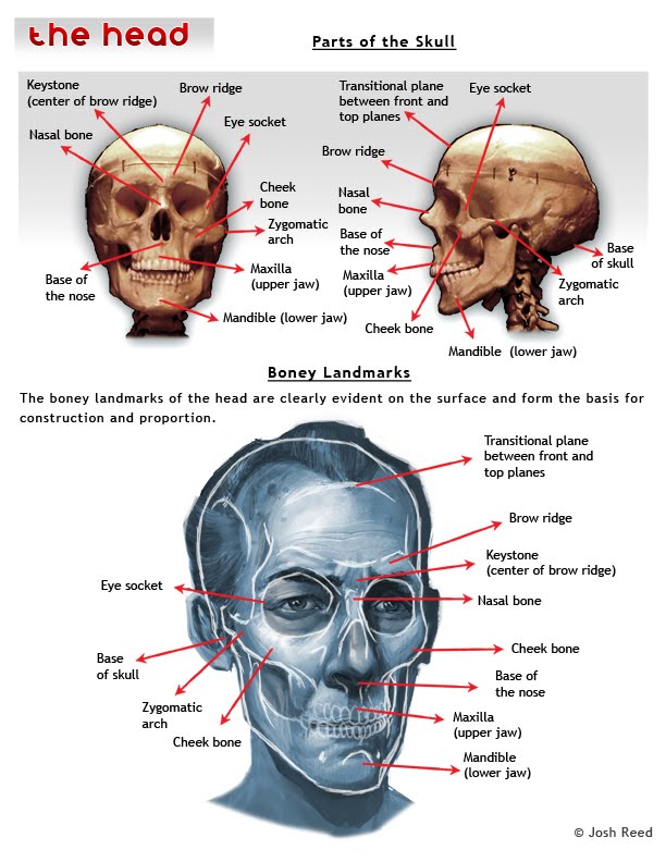 Drawsh Boney Landmarks of the Head
