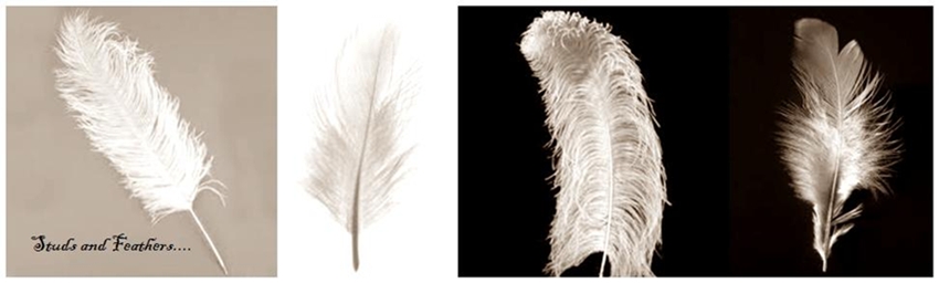 Studds And Feathers