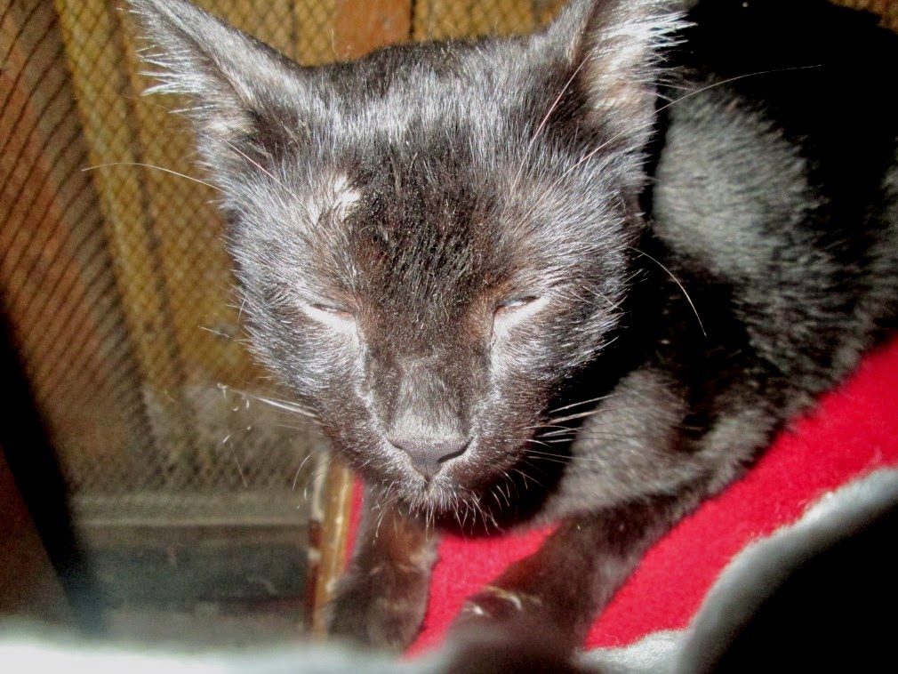 Ani and Britt in Nepal Kitty company