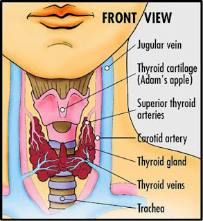 Thyroid Medicine Side Effects | Side Effect of
