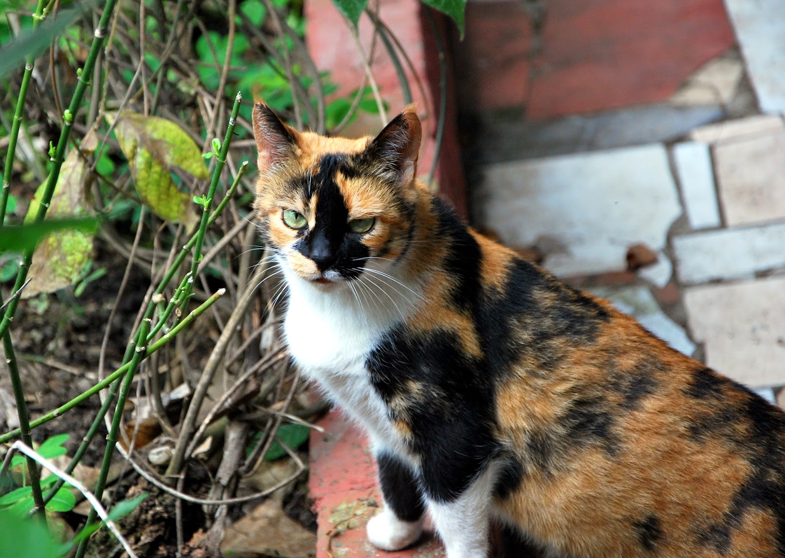 Viajes, cuentos e historietas ¿Por qué “Gata” solo podía ser gata?