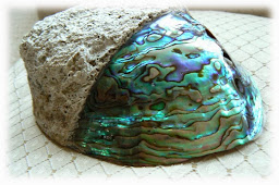 De Abalone schelp