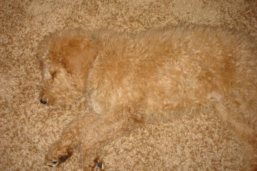 puppy on carpet hey where s my bits puppy on carpet hey where s my bits