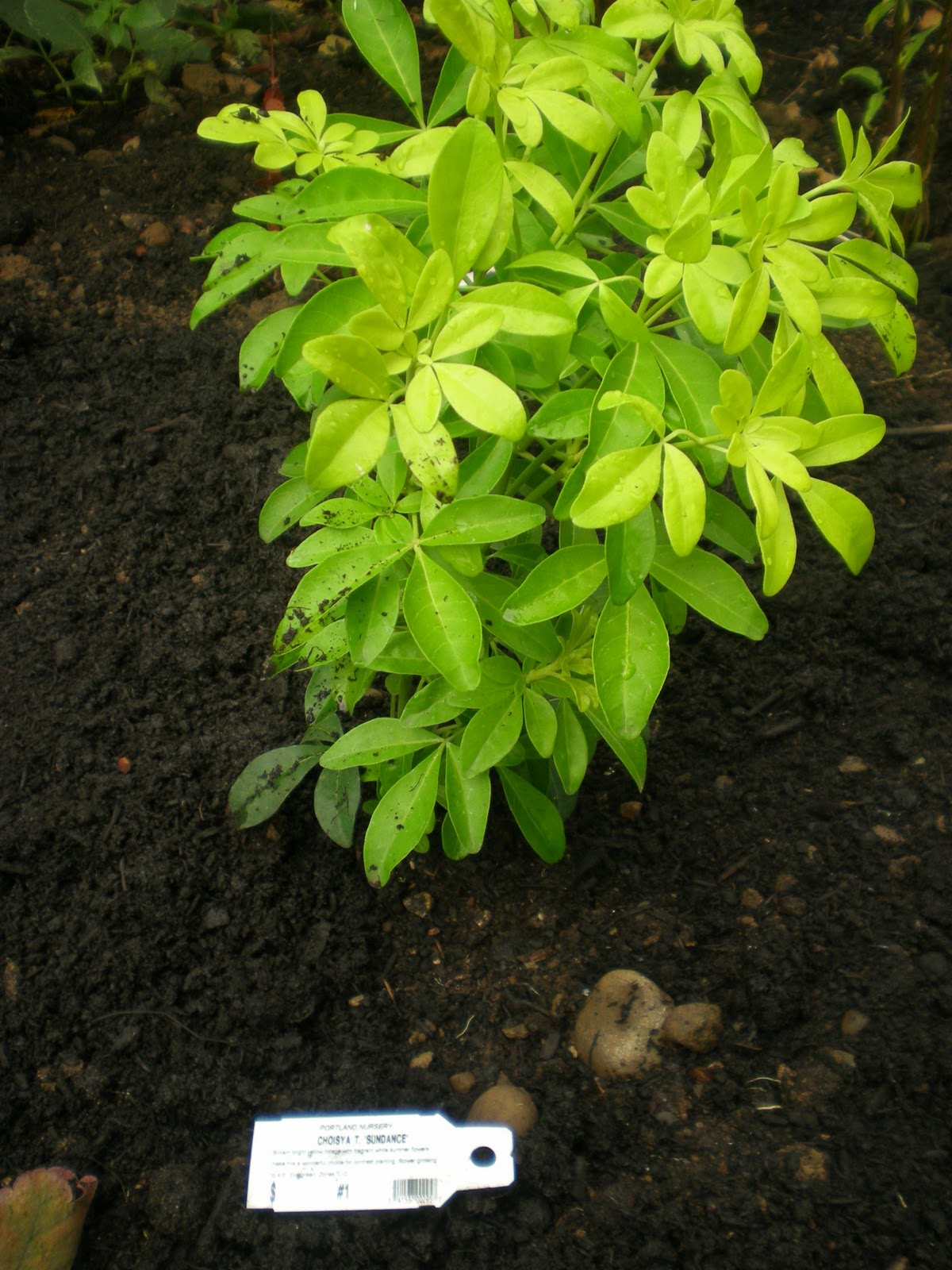 Life Between The Flowers Choisya Ternata Mexican Orange Shrub