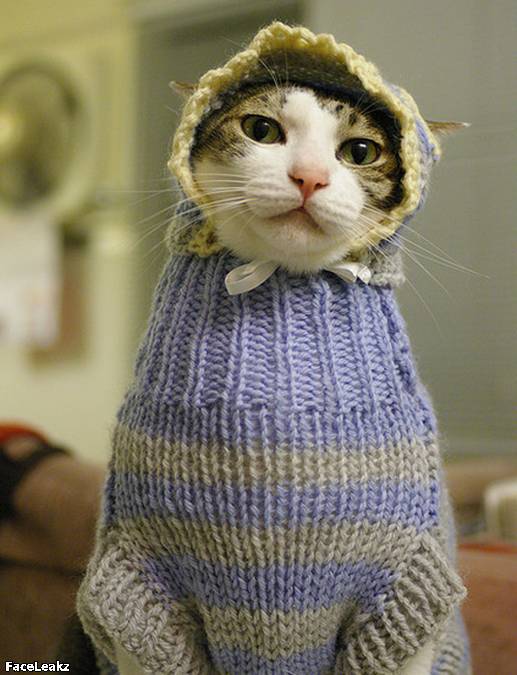 21 Foto Yang Harus Anda Lihat Setelah 21 Mei 2011 Berlalu - Kucing ini memakai sweater
