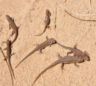 Baby sand lizards released this week