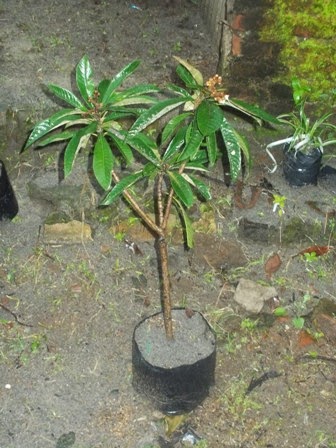 bibit biwa loquat jual bibit tanaman buah hias hutan bibit biwa loquat jual bibit tanaman buah hias hutan