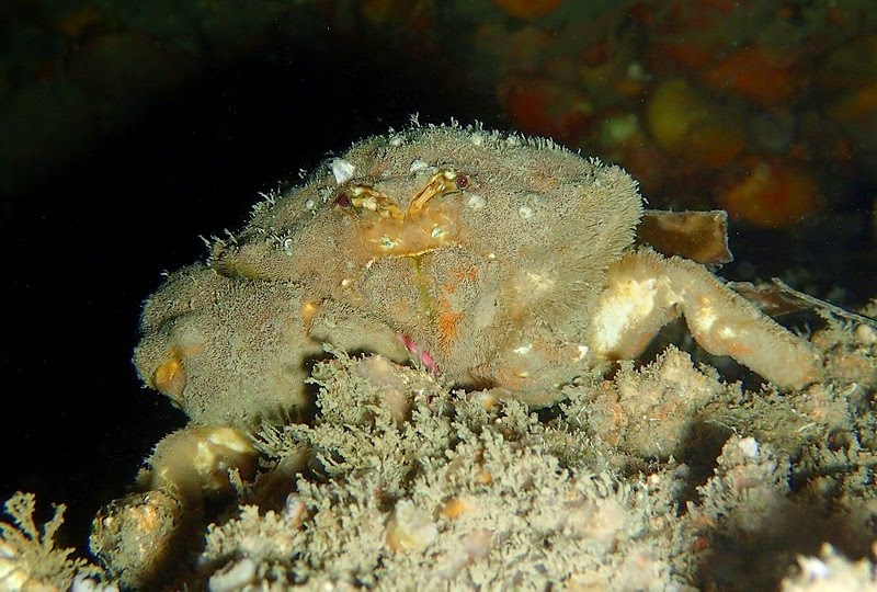 Dromia personata