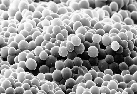 White Labs Yeast Chart