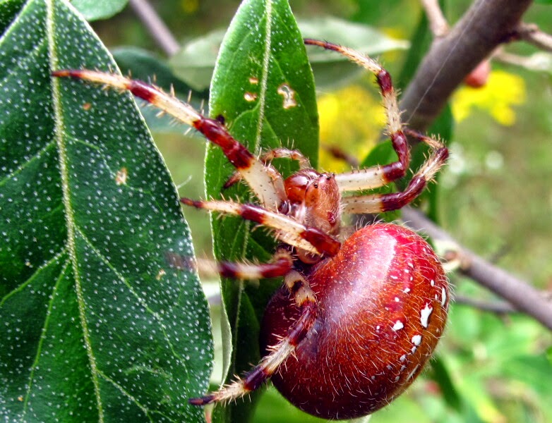 Joyce Road Spiders Shamrock Orb Weaver