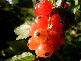 Johannisbeeren
