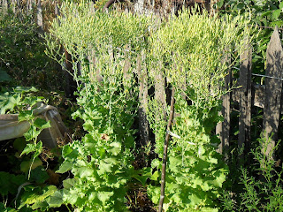 16 августа, кусты семенного салата