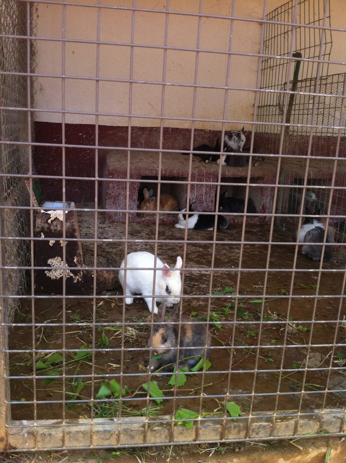 BIBLIOTECA EL MANANTIAL