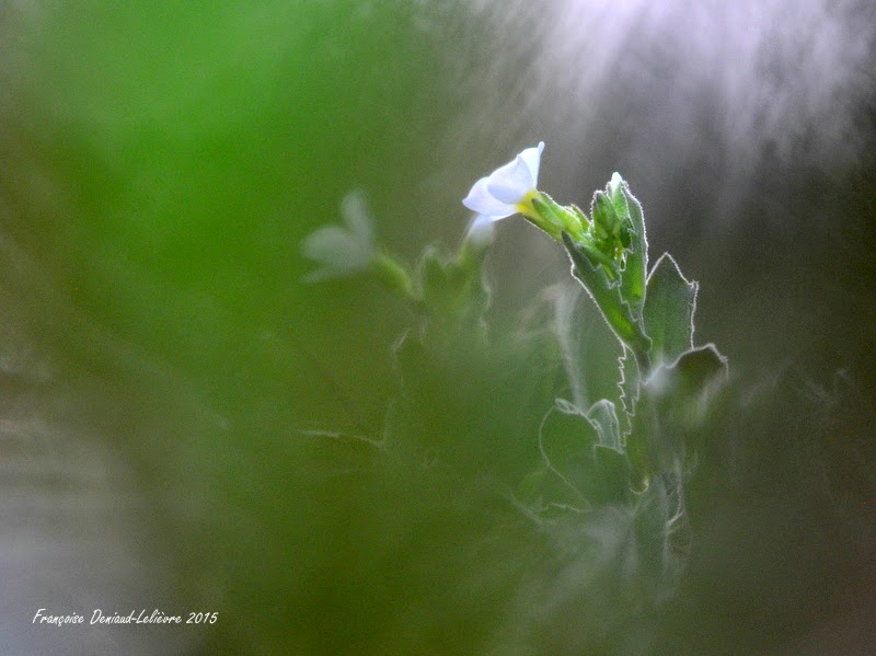 Printemps des poètes