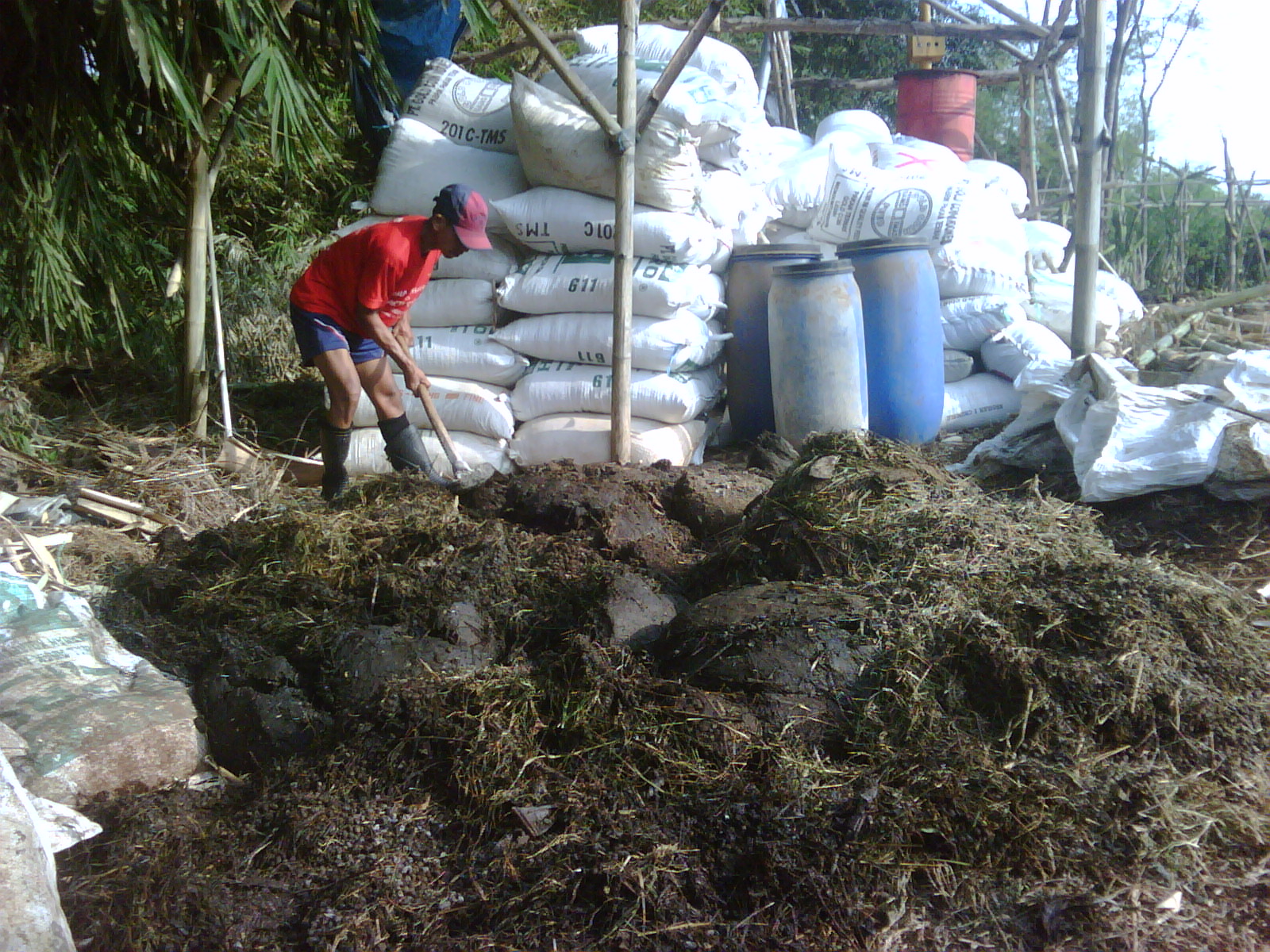 bertani buah naga bertani buah naga