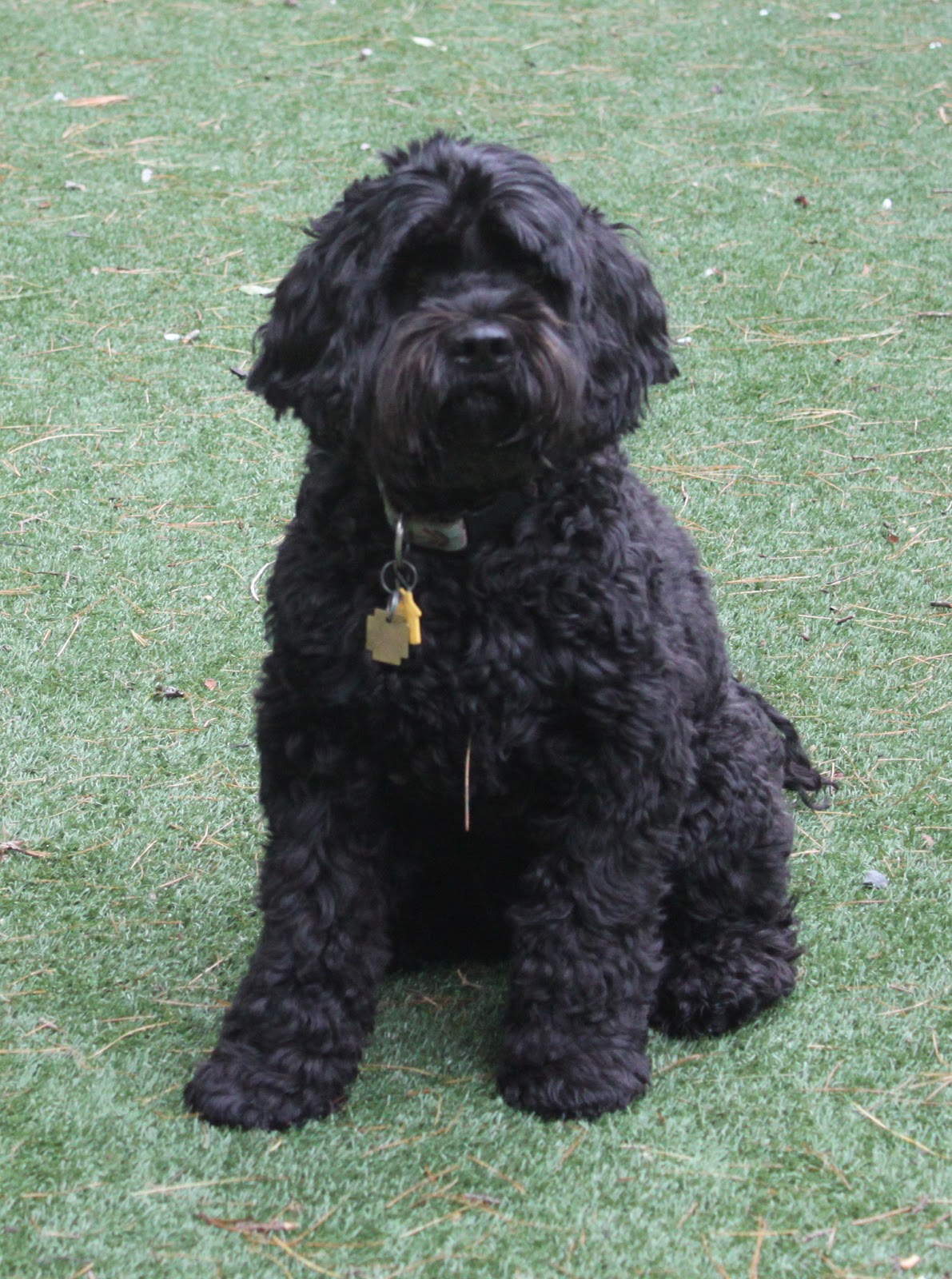 Labradoodle Breeders In New England Labradoodle Dogs For Sale Non