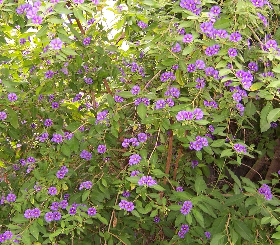 The 2 Minute Gardener Photo Purple Potato Bush (Solanum