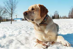 Dog in the snow