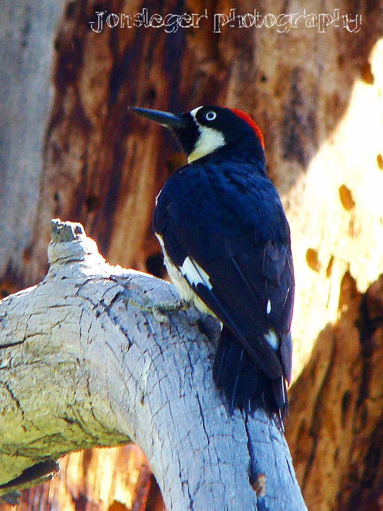 Northern Illinois Birder: Acorn Woodpecker
