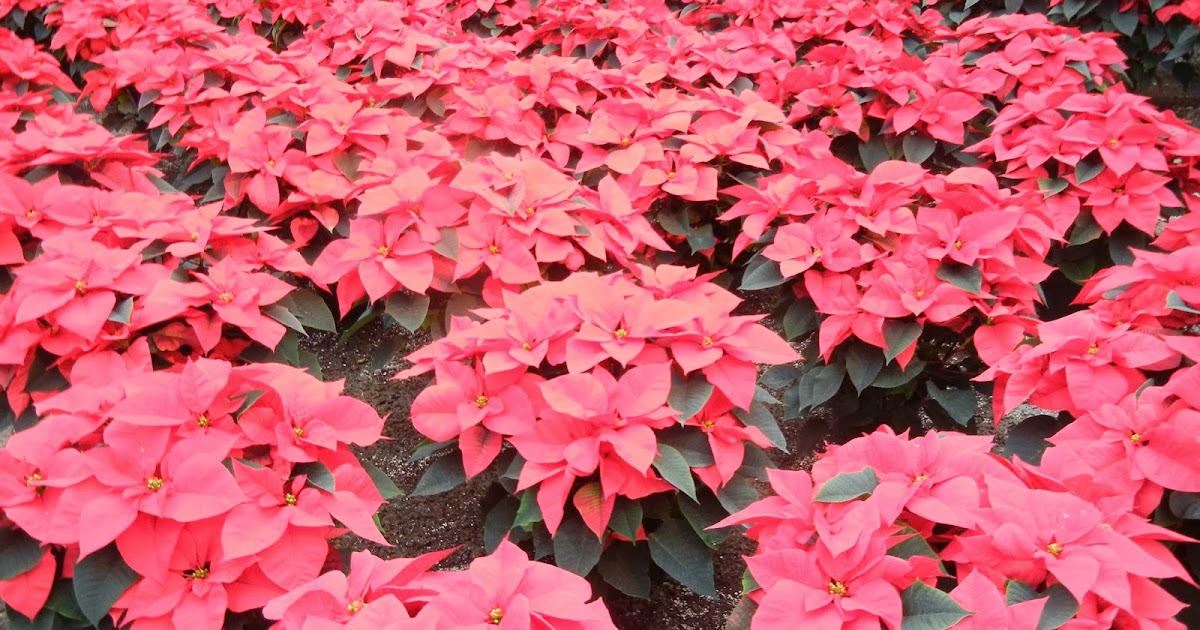 Quilts, Gravestones, and Elusive Ancestors: In The Holiday Spirit