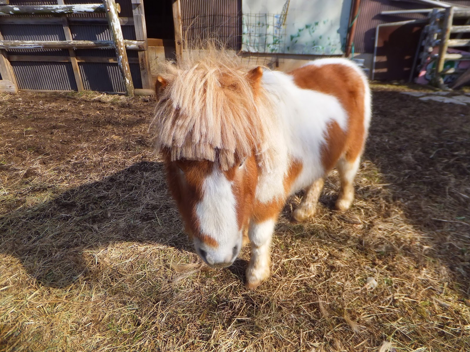 ひつじの公園 山添村 めえめえ牧場 馬の散髪