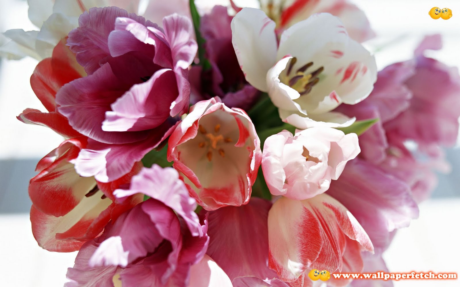 http://4.bp.blogspot.com/-SZMDin53Auo/TqXSF-z9VUI/AAAAAAAABsk/nsE5r8t0oAg/s1600/SuperPack%2BFlowers%2BHD%2BWallpapers%2BPart%2B1%2B%2528280%2529.jpg