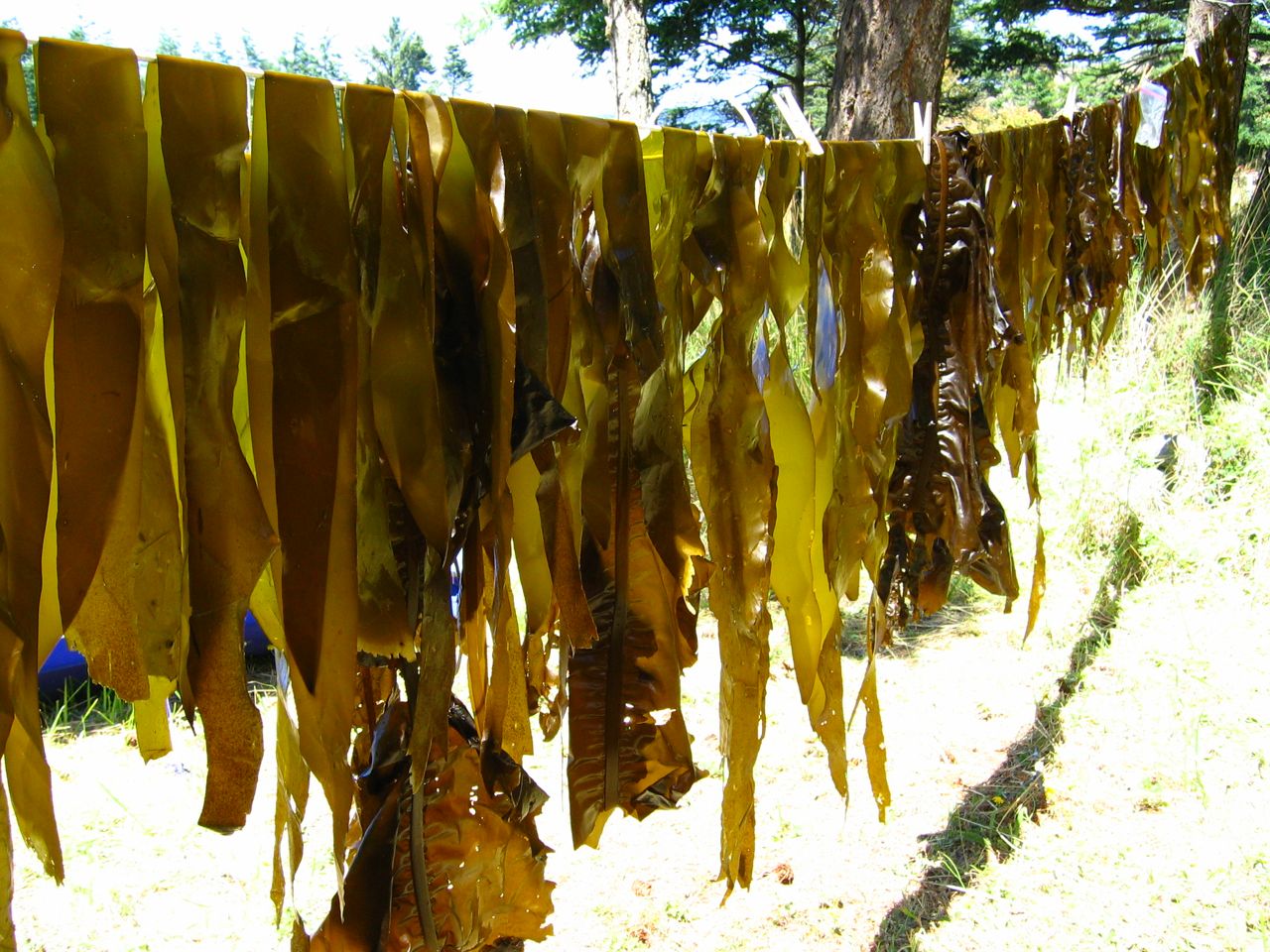 Methow Valley Herbs Pickled Bullwhip Kelp