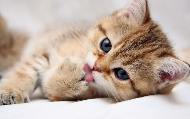 Kucing Hewan Kesayangan Nabi