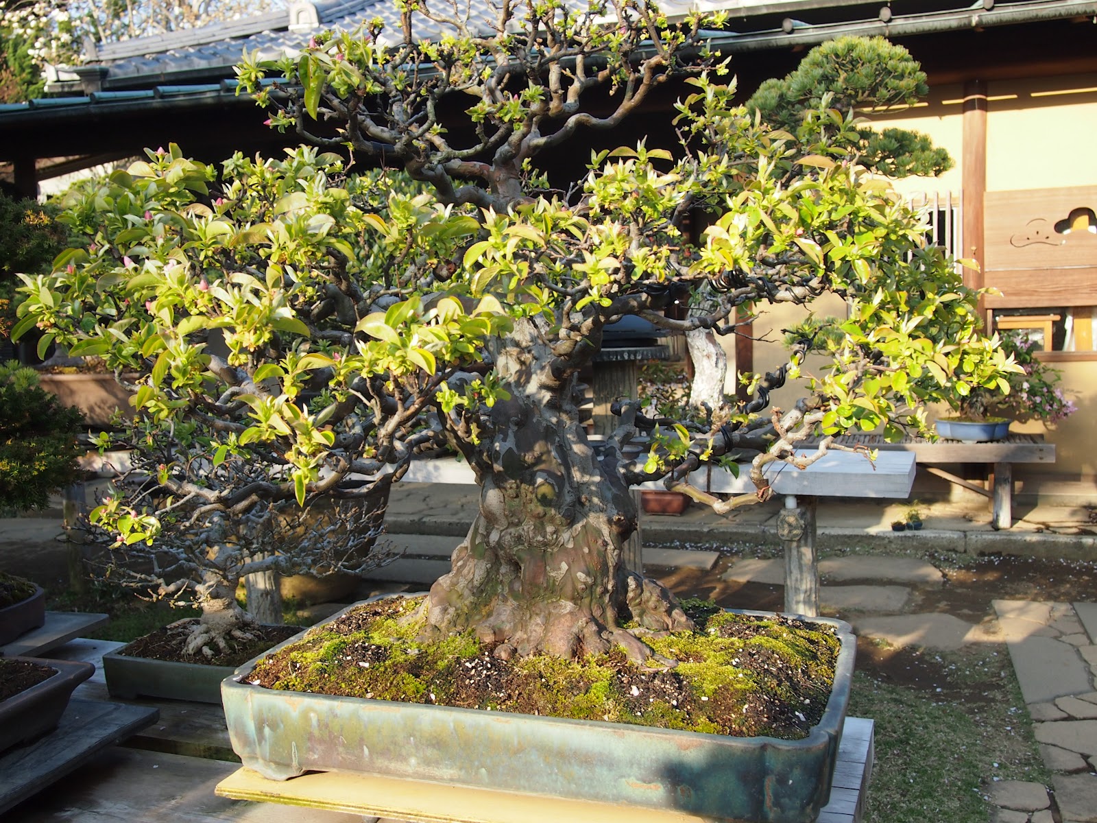 the lime walk MAGNIFICENT BONSAI IN JAPAN