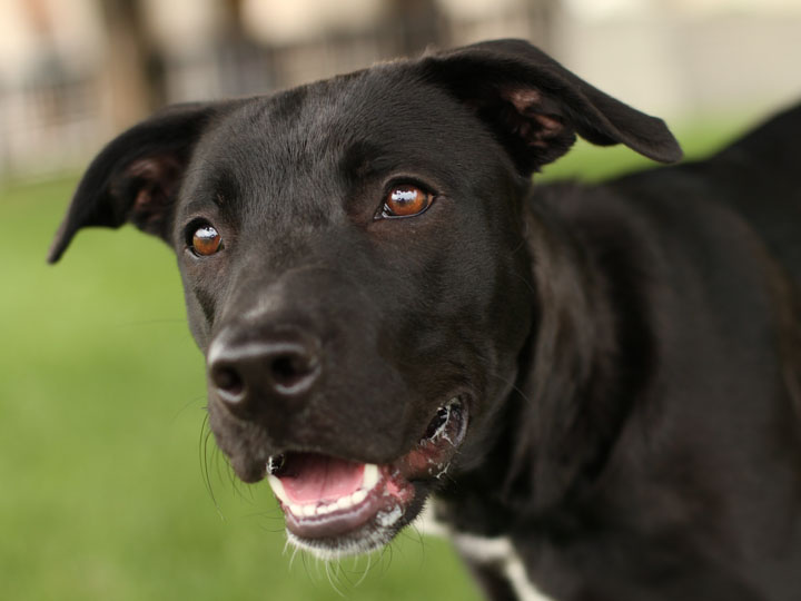 Doberman Cross Labrador