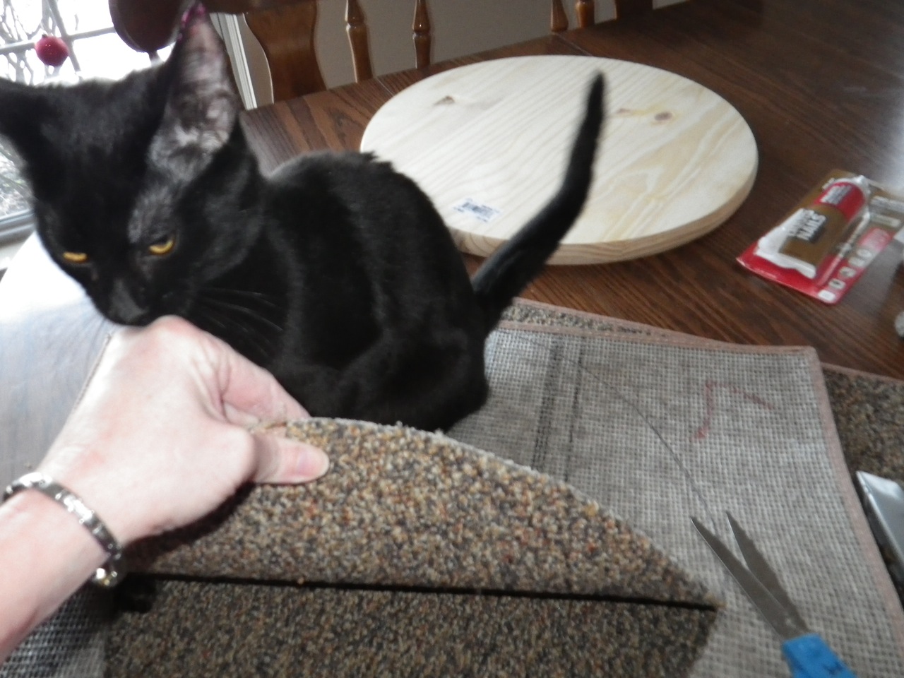 Billie's Blog Making My Own Cat Scratch Post!