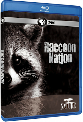 Raccoon Nation-HD