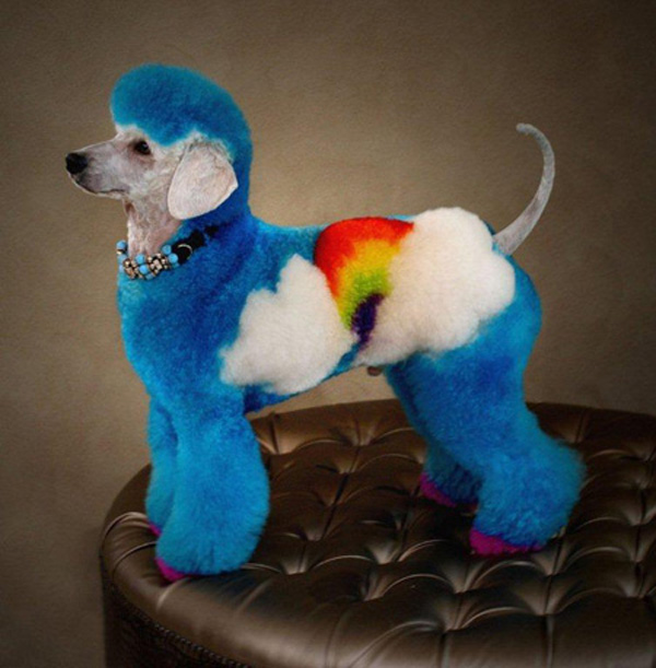 Rainbow Colored Dogs Rainbow Colored Dogs