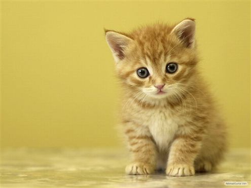 Pukuli Kucing Hingga Mati, Seorang Tukang Pos Dipenjara