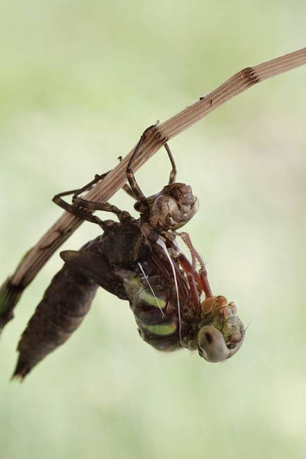 Birth of a dragonfly (10 pics), how a dragonfly is born, dragonfly came out of its shell