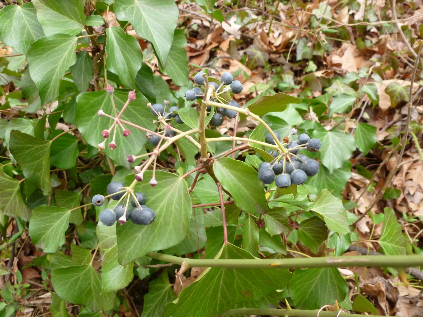 Invasive Plants in Arlington English Ivy Berries Boo, Hiss!!