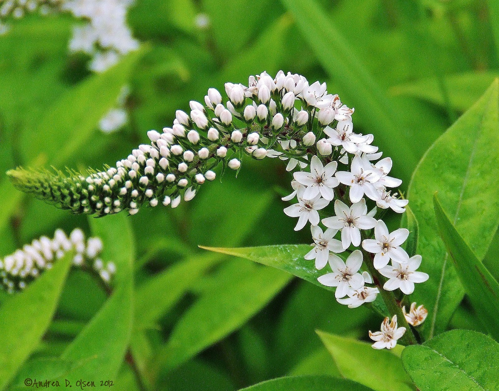 The Art of Life Gooseneck Loosestrife