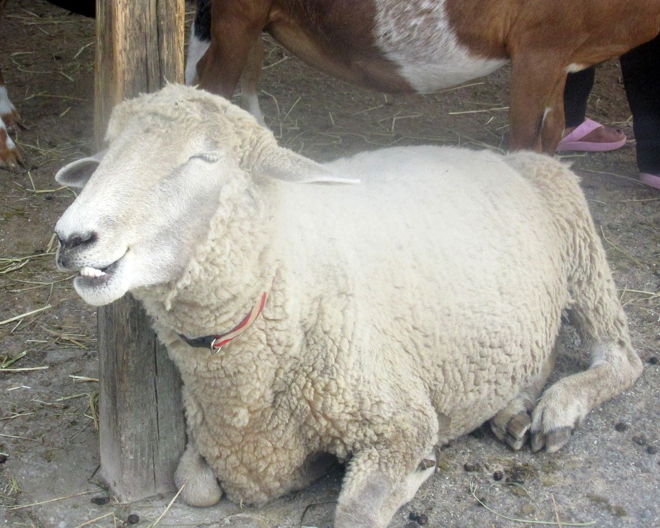 Lambs Farm Dogs For Adoption Lambs Farm Dogs For Adoption