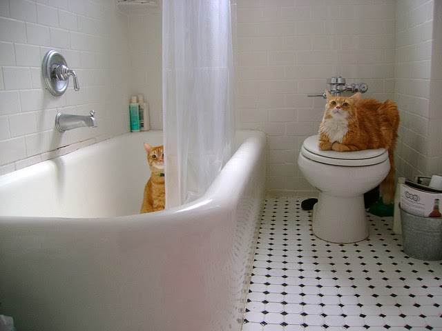 To da loos: Orange cats' bathroom