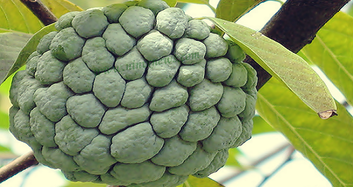 Manfaat Dan Khasiat Buah Nona Manfaat Dan Khasiat Buah Nona