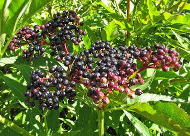 SUREAU FRUIT NOIR